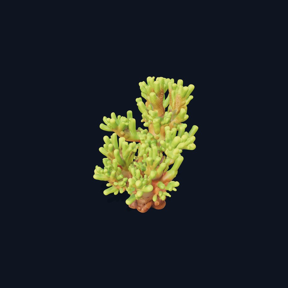 Vibrant Coral Model Pack for Aquatic Environments